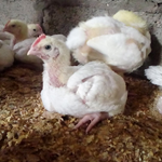 Simuchimba Poultry Farm