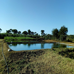 Mpeni Farms